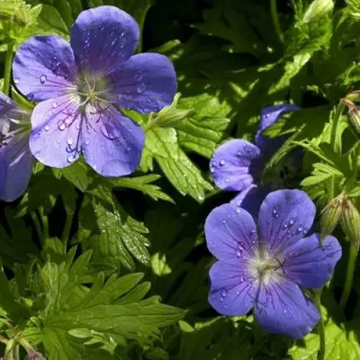 Герань БРУКСАЙД гибридная в Новополоцке