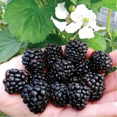 Ежевика РУБЕН ремонтантная  в Новополоцке