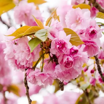 Сакура КАНЗАН в Новополоцке