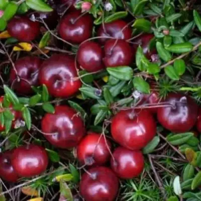 Клюква БЕН ЛИР в Новополоцке