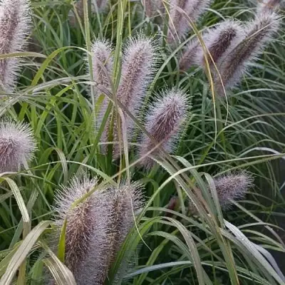 Пеннисетум БЛЭК БЬЮТИ в Новополоцке