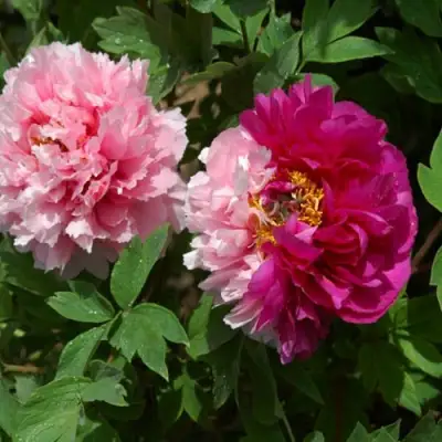 Пион ДВЕ СЕСТРЫ древовидный в Новополоцке