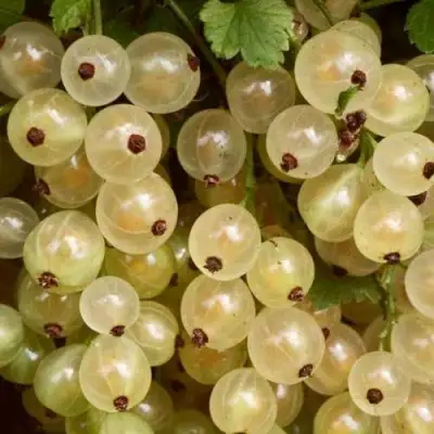 Смородина белая СМОЛЬЯНИНОВСКАЯ в Новополоцке