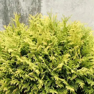 Туя ГОЛДЕН ГЛОБ западная в Новополоцке