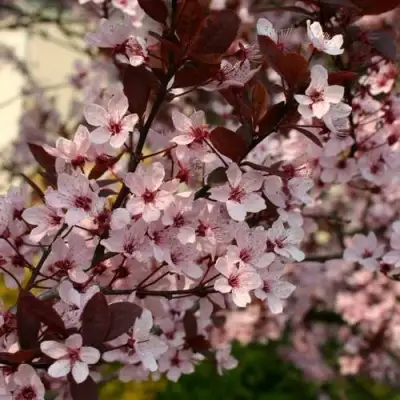 Слива НИГРА растопыреная в Новополоцке