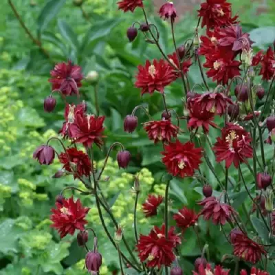 Аквилегия РУБИ ПОРТ обыкновенная в Новополоцке