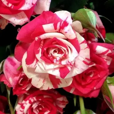 Роза ФАЙЕР ВОРКС миниатюрная в Новополоцке