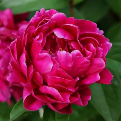 Пион ЛУИ ВАН-ГУТТ травянистый в Новополоцке