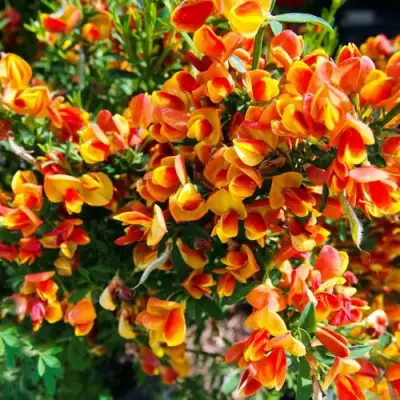 Ракитник АНДРЕАНУС в Новополоцке