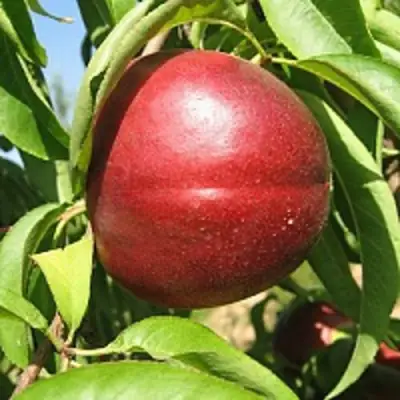 Нектарин ФАНТАЗИЯ в Новополоцке