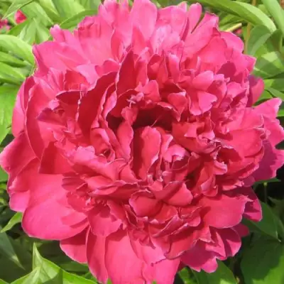 Пион ПУРПУРНЫЙ ФЕНИКС травянистый в Новополоцке