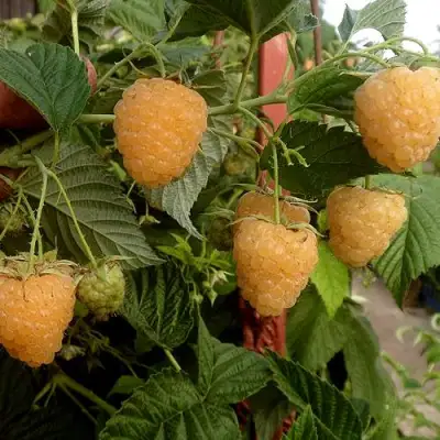 Малина ЗЮГАНА ЗОЛОТАЯ в Новополоцке