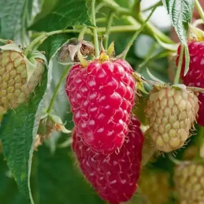 Малина МАРАСТАР в Новополоцке