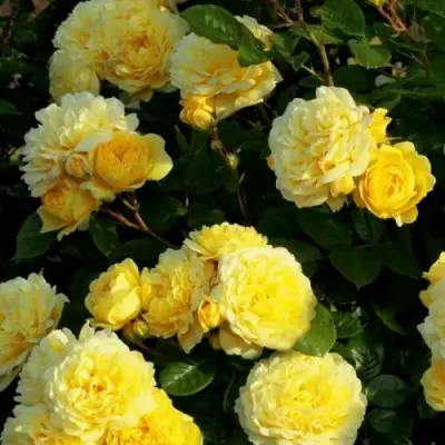 Роза АНИ ДЮПРЕЙ флорибунда в Новополоцке