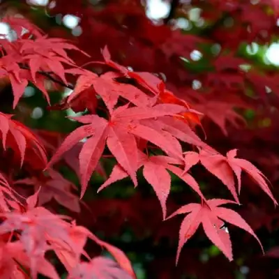 Клен гиннала  в Новополоцке