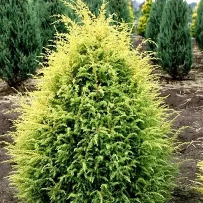 Можжевельник ГОЛД КОН обыкновенный в Новополоцке