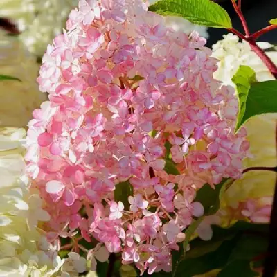 Гортензия ДИАМАНТИНО метельчатая в Новополоцке