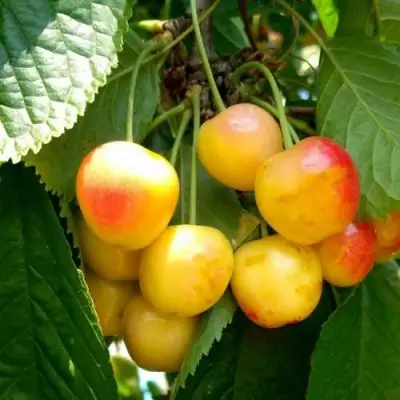 Черешня ЯНТАРНАЯ в Новополоцке