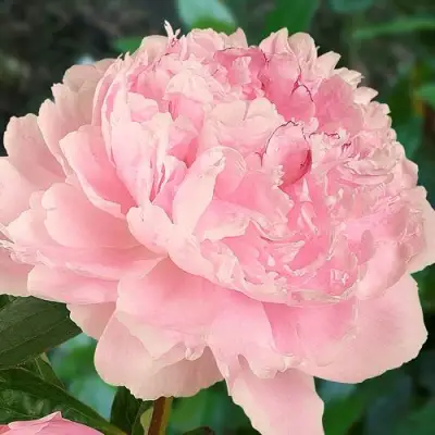 Пион САРА БЕРНАРД травянистый в Новополоцке