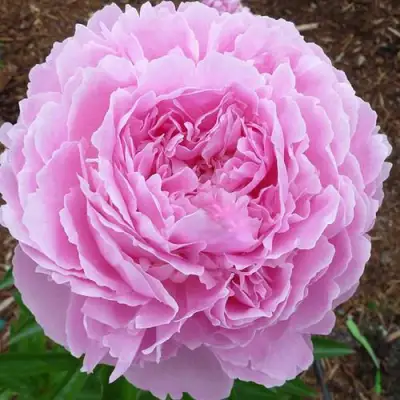 Пион ДЖАКОРМА травянистый в Новополоцке