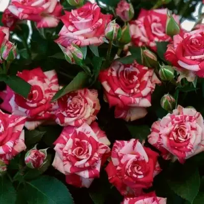 Роза ФАЙЕР ВОРКС миниатюрная в Новополоцке