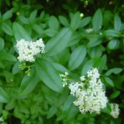 Бирючина обыкновенная АТРОВИРЕНС в Новополоцке