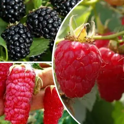 Комплект ЯГОДНЫЙ МИКС в Новополоцке