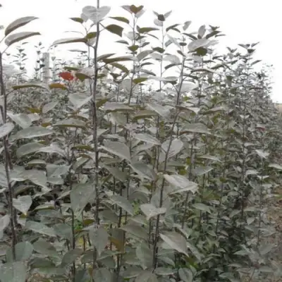 Подвой яблони 54-118 в Новополоцке