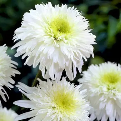 Нивяник ФИОНА ГОГХИЛЛ великолепный в Новополоцке