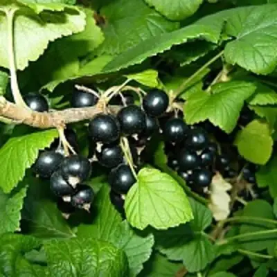 Смородина чёрная ВЕЛОЙ (ЛЕНИНГРАДСКАЯ СЛАДКАЯ) в Новополоцке