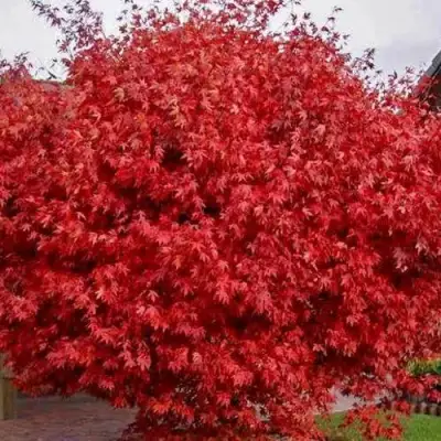 Клен гиннала  в Новополоцке