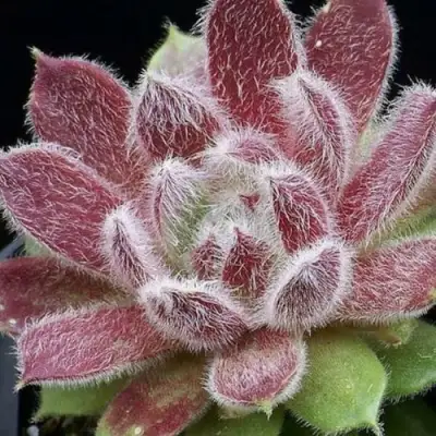 Молодило ТАРАНТУЛА в Новополоцке