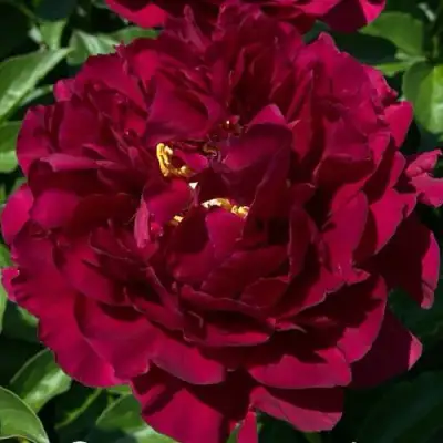 Пион ОЛД ФЕЙТФУЛ травянистый в Новополоцке