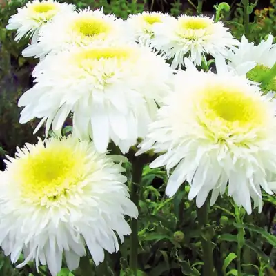 Нивяник ФИОНА ГОГХИЛЛ великолепный в Новополоцке