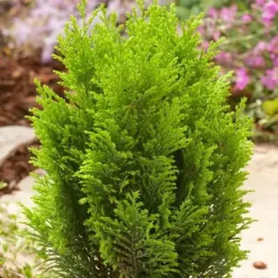 Кипарисовик ЭЛВУДИ ГОЛД лавсона в Новополоцке