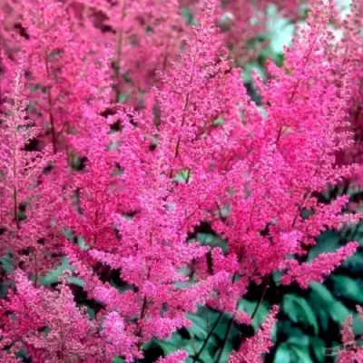 Астильба ЭЛИЗАБЕТ ВАН ВИН японская в Новополоцке