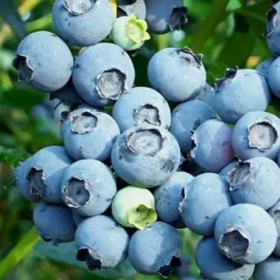 Голубика ПУРУ в Новополоцке