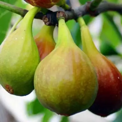 Инжир ДАЛМАТСКИЙ в Новополоцке