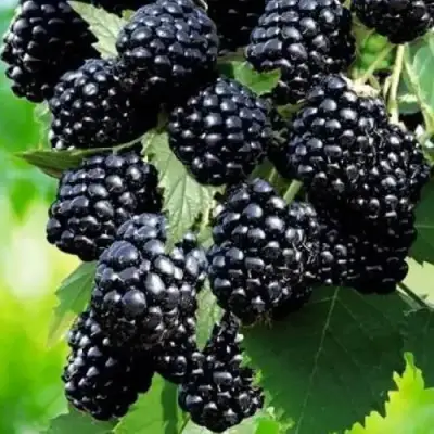 Ежевика АПАЧИ бесшипная  в Новополоцке