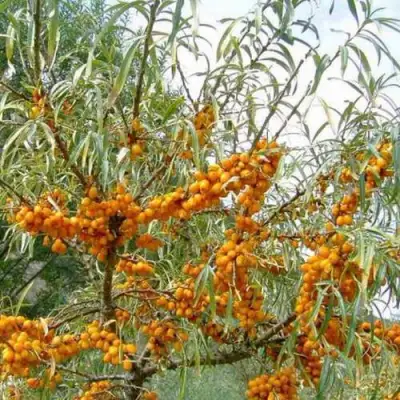 Облепиха ДАР МГУ в Новополоцке