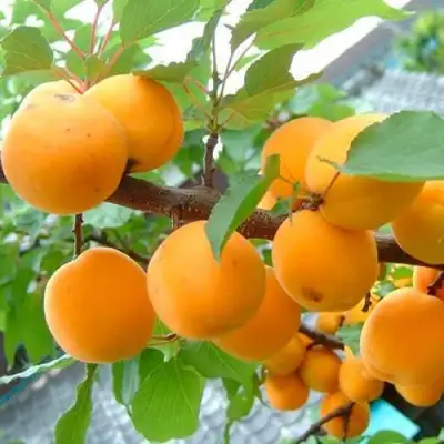 Абрикос ОРИГИНАЛ в Новополоцке