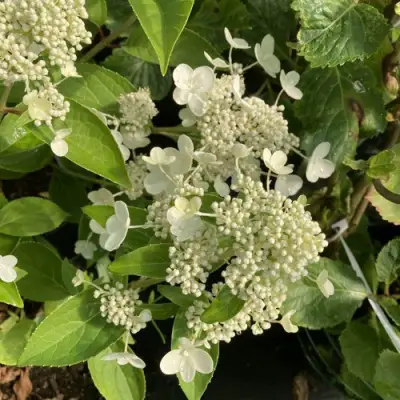 Гортензия ПРИМ ВАЙТ метельчатая в Новополоцке