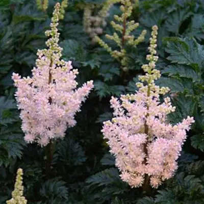 Астильба ЛИЛИПУТ курчавая в Новополоцке