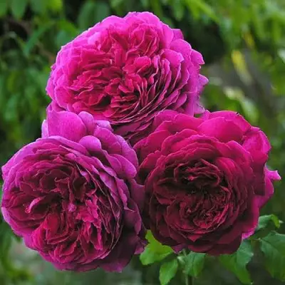 Роза КЕЙТ английская в Новополоцке