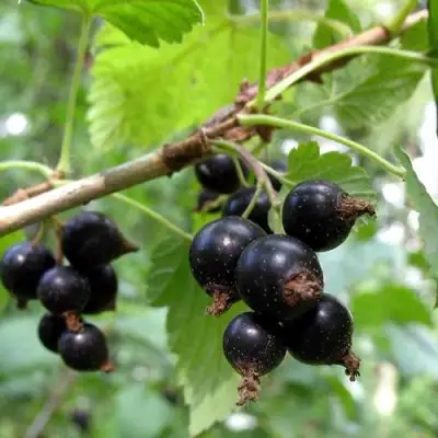 Смородина чёрная ШАРОВИДНАЯ в Новополоцке