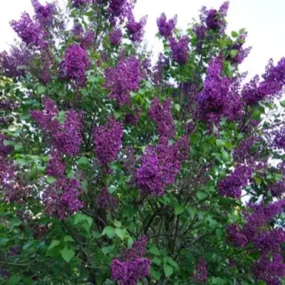 Сирень СУМЕРКИ в Новополоцке