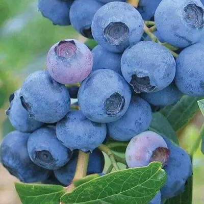 Голубика ЭРЛИБЛЮ в Новополоцке