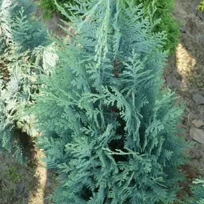 Кипарисовик КОЛУМНАРИС лавсона в Новополоцке