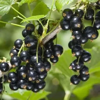 Смородина чёрная ВОЛШЕБНИЦА в Новополоцке