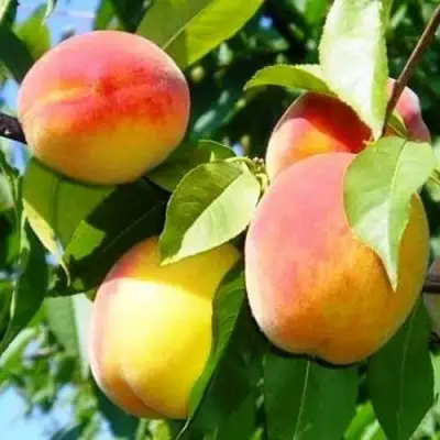 Персик ПАМЯТЬ ЛОЙКО в Новополоцке